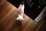 Puff as a kitten (5)