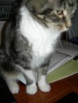 Squeak sitting on the mouse (1)
