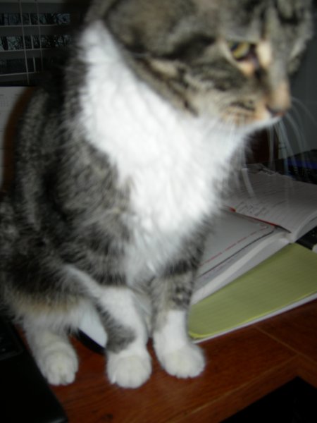 Squeak sitting on the mouse (1)