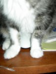 Squeak sitting on the mouse (2)