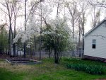 Cynthia's Yard (Spring, 2006)