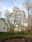 Dogwood on Cynthia's lot line (2)