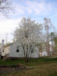 Dogwood on Cynthia's lot line (4)