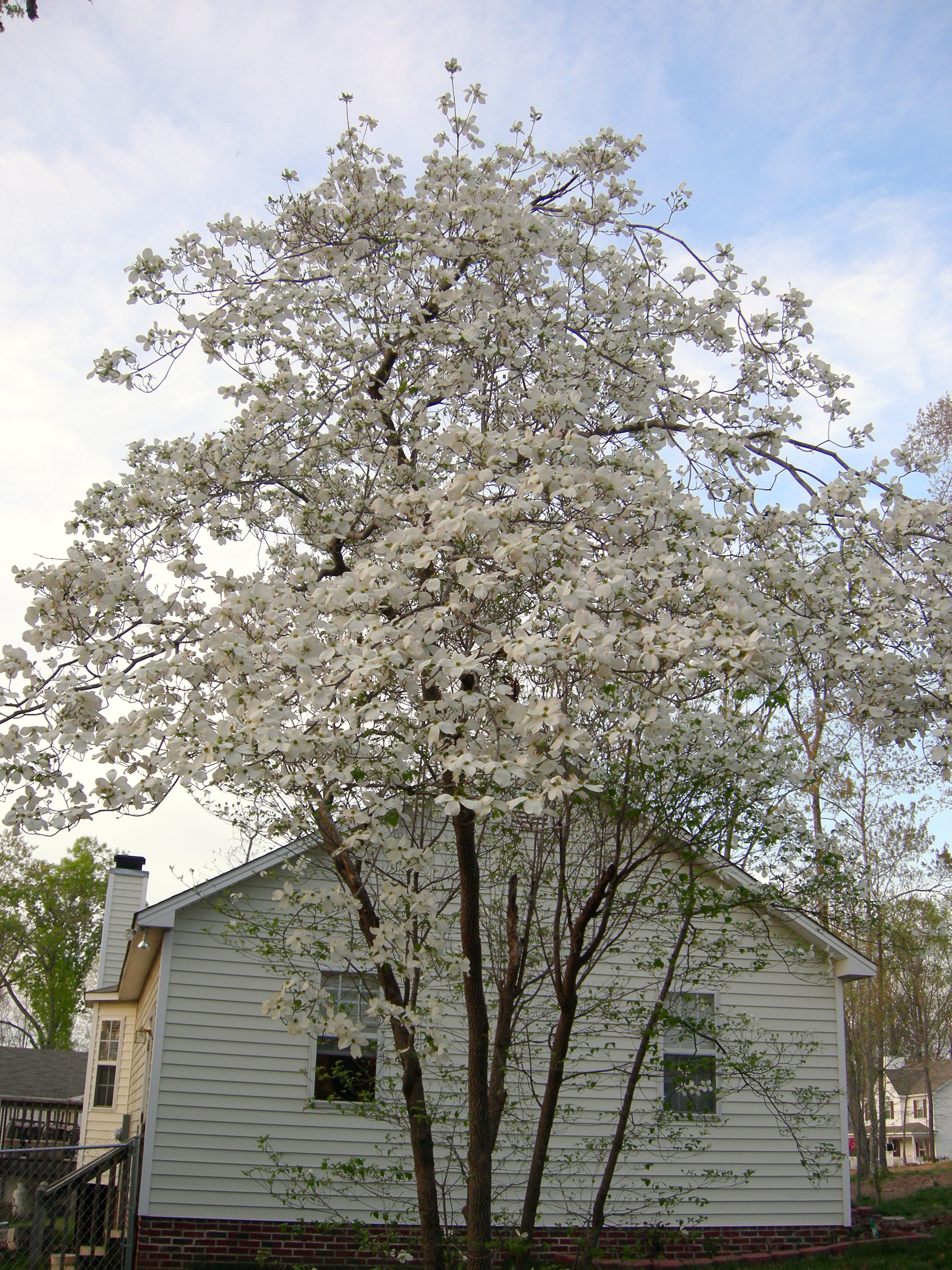 Dogwood on Cynthia's lot line (5)
