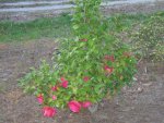 Cynthia's rose bushes (1)