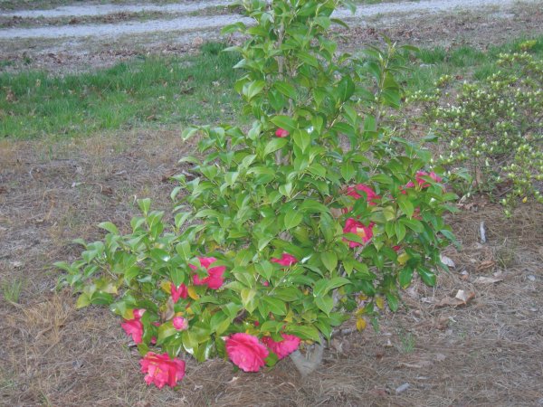 Cynthia's rose bushes (1)