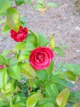 Cynthia's rose bushes (3)