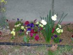 Cynthia's flower bed