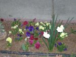 Cynthia's flower bed