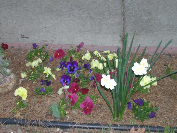 Cynthia's flower bed