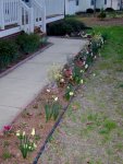 Cynthia's flower bed