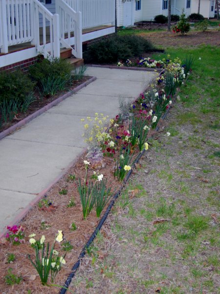 Cynthia's flower bed