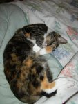 Boo kitty curled up
