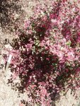 DSCN0279