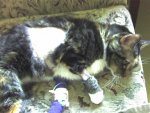 Boo in the Hospital