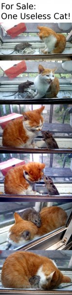For Sale: One Useless Cat