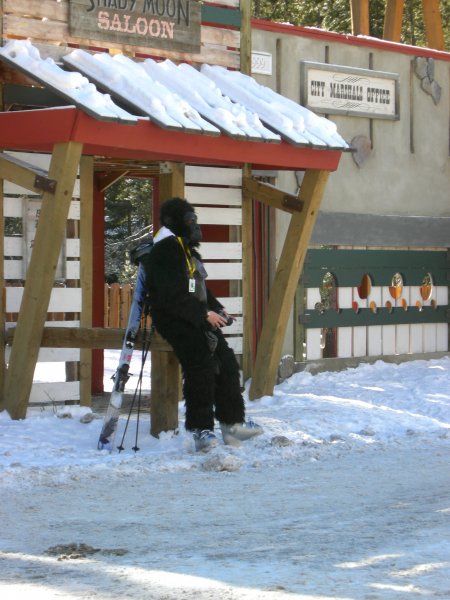 They did it!  They finally did it!  They... erm... learned to ski?  Stay tuned for: Planet of the Skiing Apes!