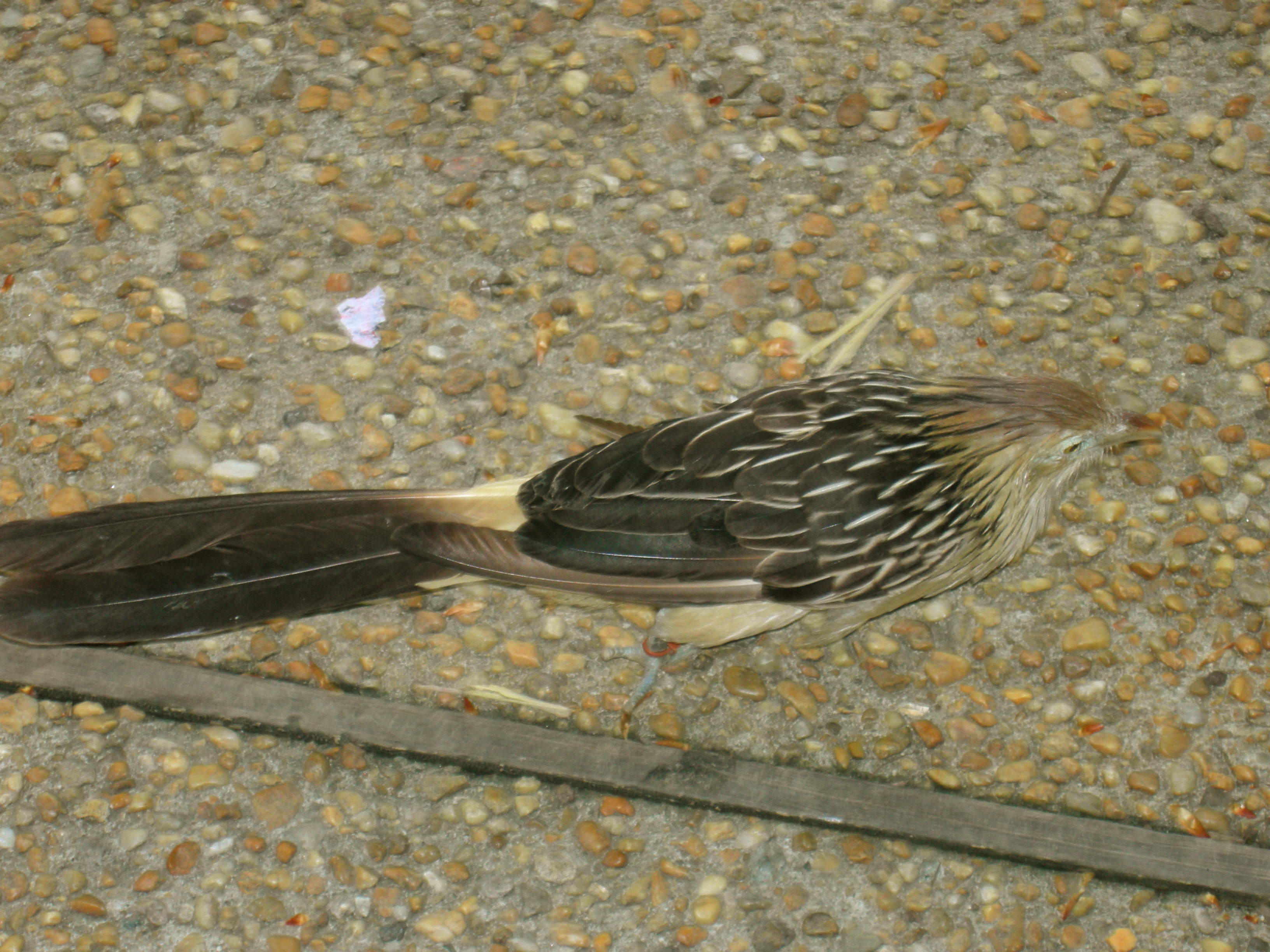 Cuckoo bird, crossing the road.  Take that, chicken!