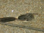 Cuckoo bird, crossing the road.  Take that, chicken!