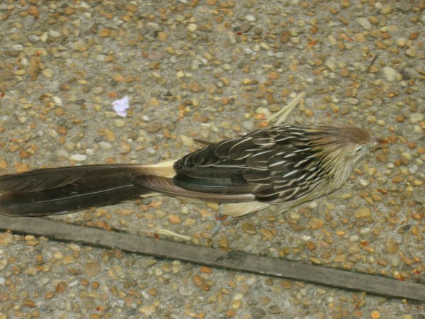 Cuckoo bird, crossing the road.  Take that, chicken!